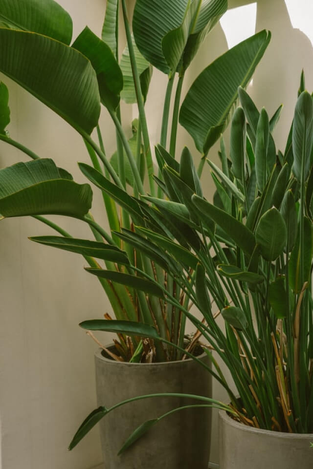 plants-shop-product-gallery-img-011 plants shop product gallery img 011